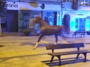 Caballo galopando por calle peatonal de Vigo