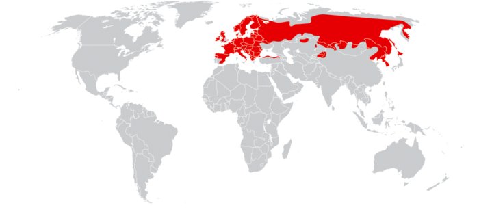 Distribución de las ardillas rojas por el mundo
