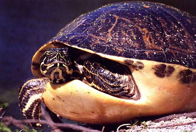 ¿Dónde viven las tortugas? ¿De qué se alimentan?