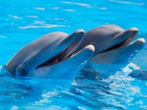 Donde viven los delfines