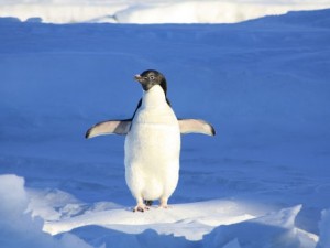 Donde viven los pinguinos