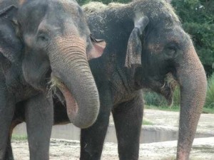 Hábitat de los elefantes asiáticos