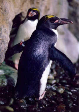 Pingüino macaroni