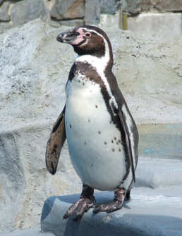 Pinguino peruano