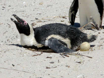 Pingüino con sus huevos