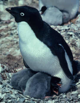 Pingüino de adelia con sus crías