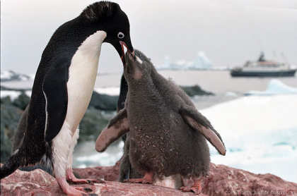Pingüino alimenta a su cría