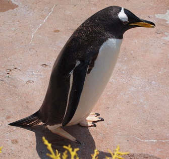 Pingüino juanito