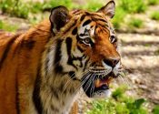 Dónde viven los tigres y de qué se alimentan