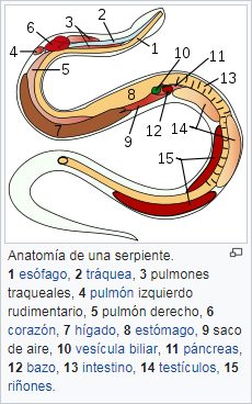Anatomía de una serpiente