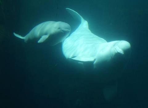 Ballena beluga y su cría