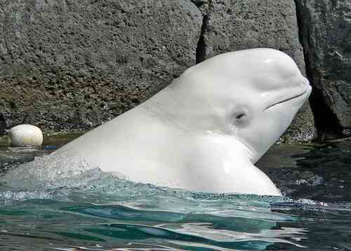 Ballena blanca o ballena beluga