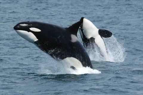 Orcas jugando a saltar