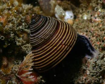 Caracol marino - Calliostoma ligatum