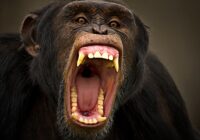 Si los chimpancés más agresivos son los que tienen más éxito, ¿por qué no todos los machos actúan así?