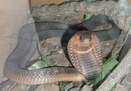 Cobra en estado de alerta