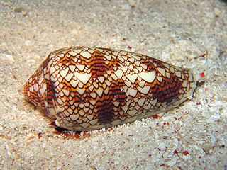 Cono - caracol marino