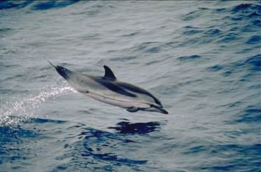 Delfin listado