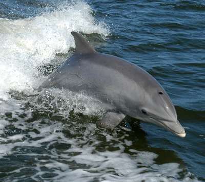 Delfín nariz de botella saltando