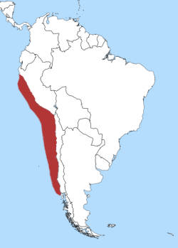 Mapa con la localización del pingüino peruano