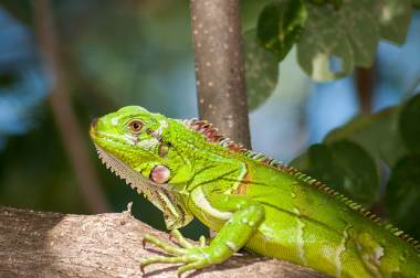 Donde vive la iguana verde