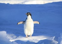 ¿Dónde viven los pingüinos?