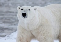 Dónde viven los osos polares