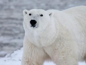 Dónde vive el oso polar y de qué se alimenta