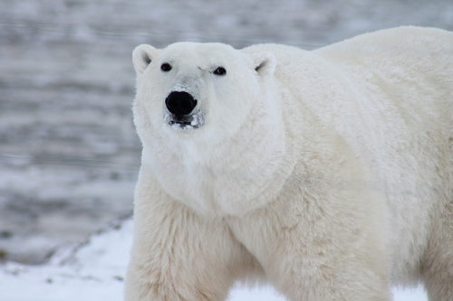 Dónde vive el oso polar y de qué se alimenta