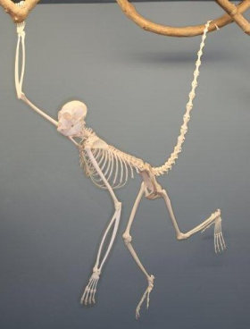 Esqueleto de mono araña