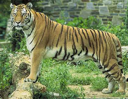 Hábitat del tigre de Bengala