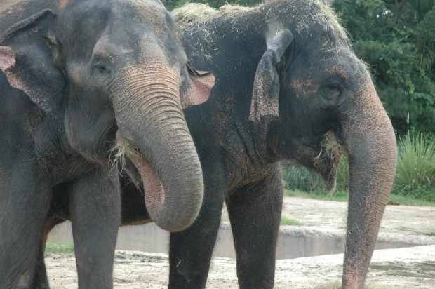¿Dónde viven los elefantes asiáticos? ¿Cuántos quedan?