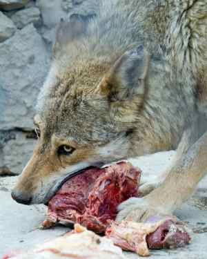 Lobo comiendo carne