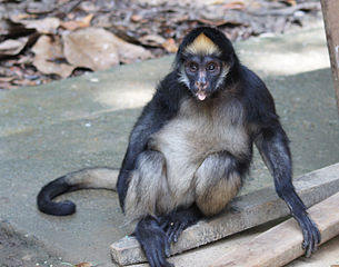 Macaco araña - mono araña de vientre amarillo