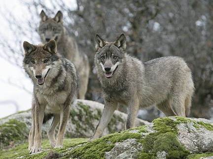 Manada de lobos ibéricos