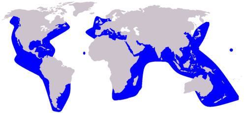Mapa delfin gris