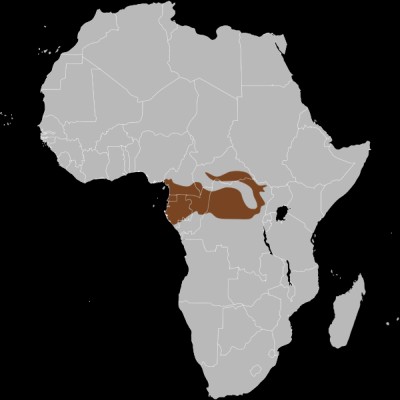 Mapa elefante africano de selva