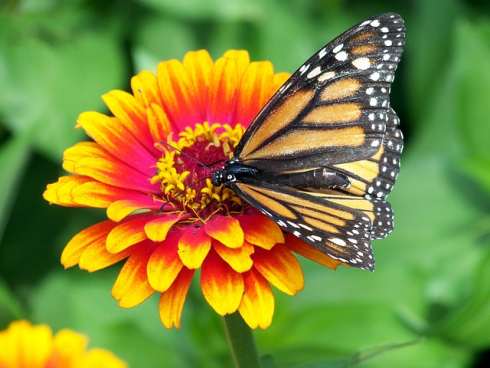 Mariposa monarca libando