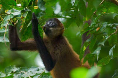 Mono araña buscando comida en los árboles