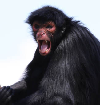 Mono araña gritando
