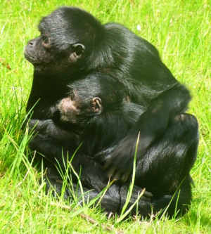 Mono araña negro hembra y su cría