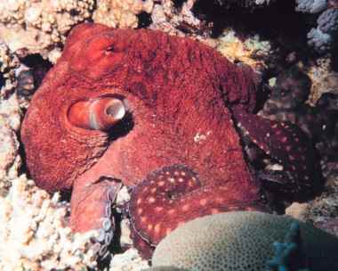 Octopus Macropus