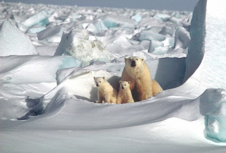 Oso polar con sus dos crías