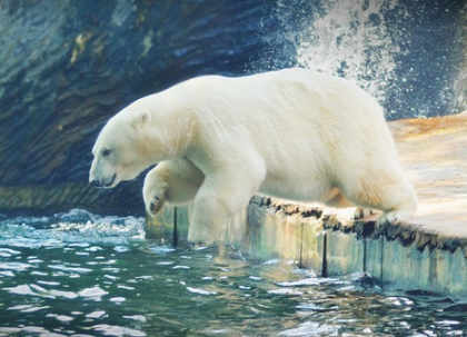 Oso polar saltando al agua