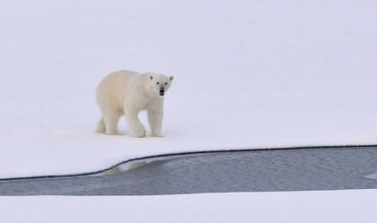 Oso polar solo en la nieve