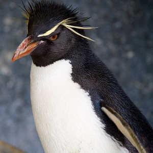 Pingüino de penacho amarillo
