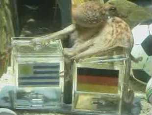 El Pulpo Paul adivinando el resultado del Uruguay-Alemania