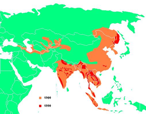 Reducción población tigres en el siglo XX