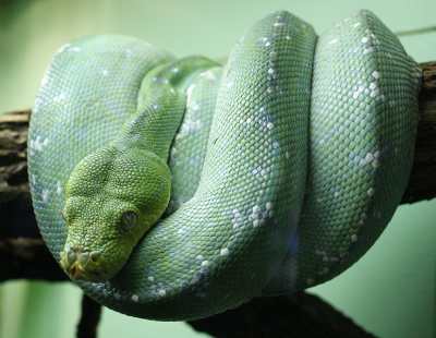 Serpiente pitón verde
