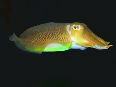 calamar colorido